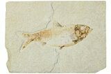 Bargain, Fossil Fish (Knightia) - Green River Formation #224509-1